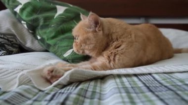 Yatakta oynayan komik kedi. Exocit stetair kedisi insan eliyle oynuyor