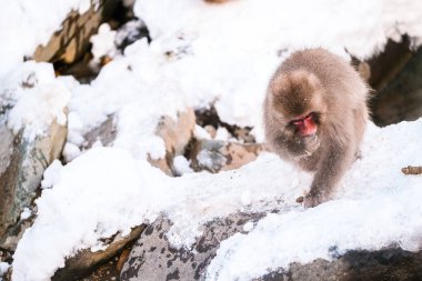 Karda yiyecek arayan kar maymunu, Japonya 'da Jigokudani Maymun Parkı.