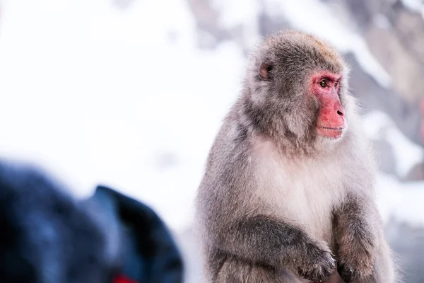 Rood Gezicht Sneeuw Aap Kijken Naar Toeristen Jigokudani Monkey Park — Stockfoto