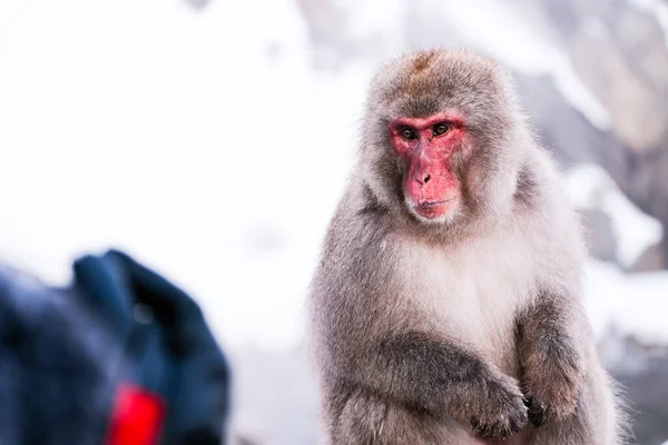 Red face snow monkey Looking at tourists, Jigokudani Monkey Park in Japan.