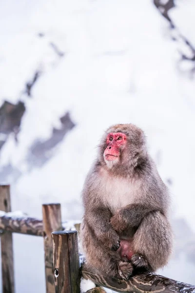 Sneeuwaap Zoek Naar Toeristen Jigokudani Monkey Park Japan — Stockfoto