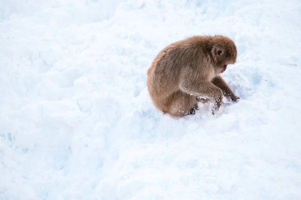 Macaco Neve Procura Comida Neve Jigokudani Monkey Park Japão — Fotografia de Stock