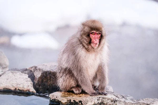 Rood Gezicht Sneeuw Aap Zoek Naar Iets Jigokudani Monkey Park — Stockfoto