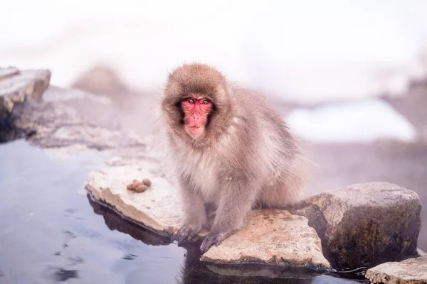 Macaco Neve Rosto Vermelho Procura Algo Jigokudani Monkey Park Japão — Fotografia de Stock