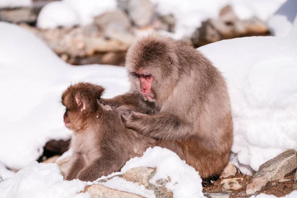 Macaco Está Procurando Carrapato Para Seu Amigo Jigokudani Monkey Park — Fotografia de Stock