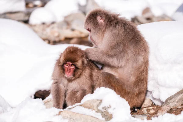 Macaco Está Procurando Carrapato Para Seu Amigo Jigokudani Monkey Park — Fotografia de Stock