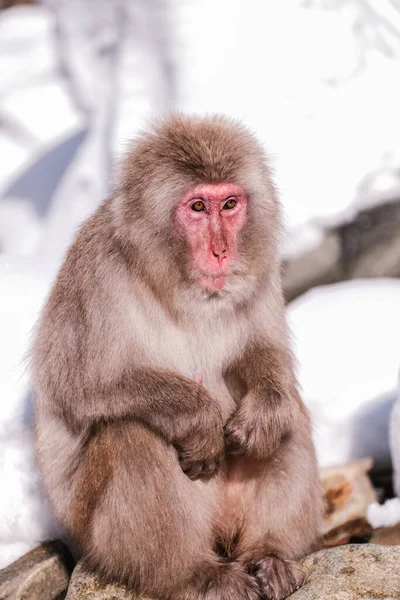 Sneeuwapen Die Oudste Van Groep Lijken Zijn Jigokudani Monkey Park — Stockfoto