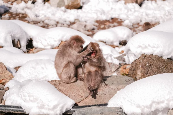 Macaco Neve Sentado Uma Postura Relaxada Enquanto Amigos Encontram Carrapatos — Fotografia de Stock