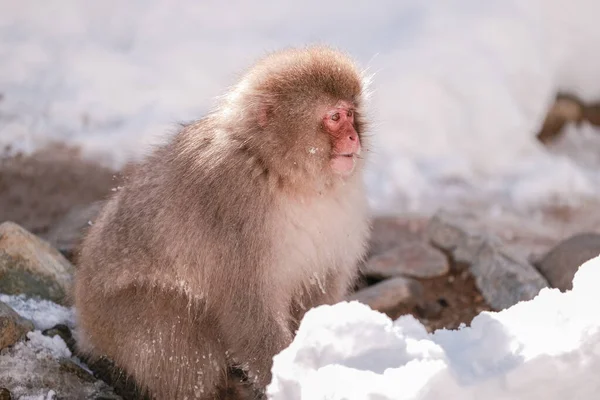 日本の地獄谷モンキーパークでは 雪の完璧な猿が疑いのある観光客を見ている — ストック写真