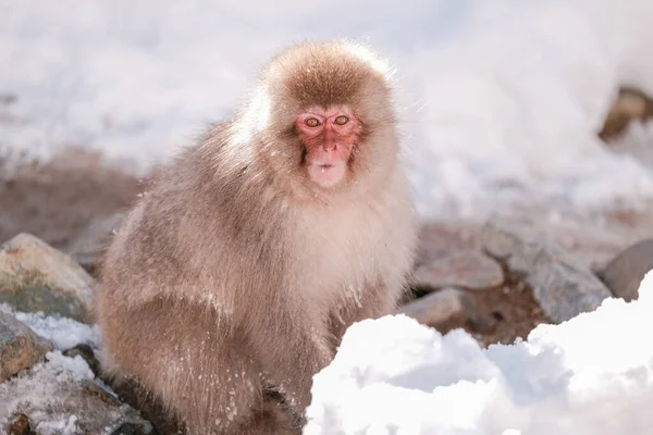 Macaco Neve Perfeito Está Olhando Para Turistas Com Suspeita Jigokudani — Fotografia de Stock