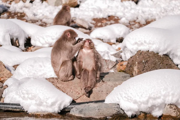 Macaco Neve Sentado Uma Postura Relaxada Enquanto Amigos Encontram Carrapatos — Fotografia de Stock