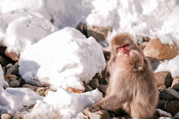 Monkey Zoek Naar Een Teek Zijn Vriend Jigokudani Monkey Park — Stockfoto