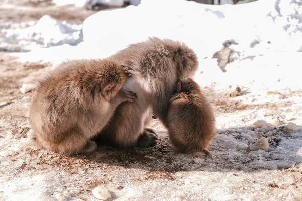 Mãe Macaco Neve Está Procura Carrapatos Para Ambos Jigokudani Monkey — Fotografia de Stock