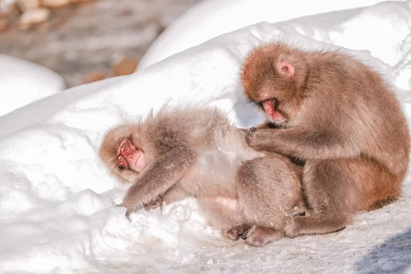 Macaco Apoiou Rosto Neve Enquanto Amigos Estão Procura Carrapato Jigokudani — Fotografia de Stock