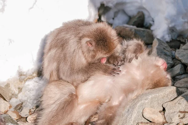 Macaco Está Procurando Carrapato Seu Amigo Jigokudani Monkey Park Japão — Fotografia de Stock