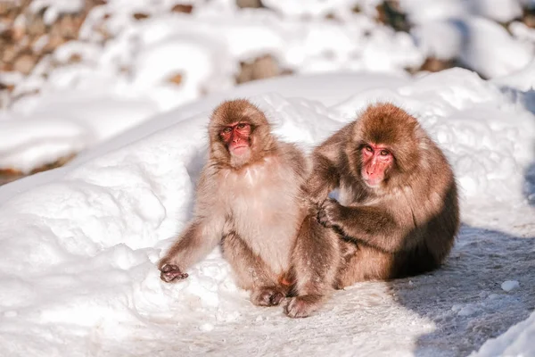 Macaco Está Procurando Carrapato Seu Amigo Jigokudani Monkey Park Japão — Fotografia de Stock