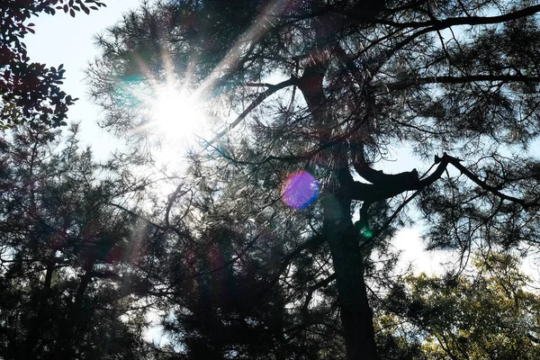 Sonnenlicht Das Durch Die Äste Des Großen Baumes Scheint — Stockfoto