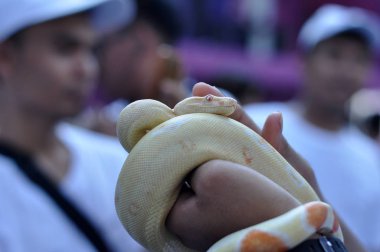 Albino phyton yılan yandan