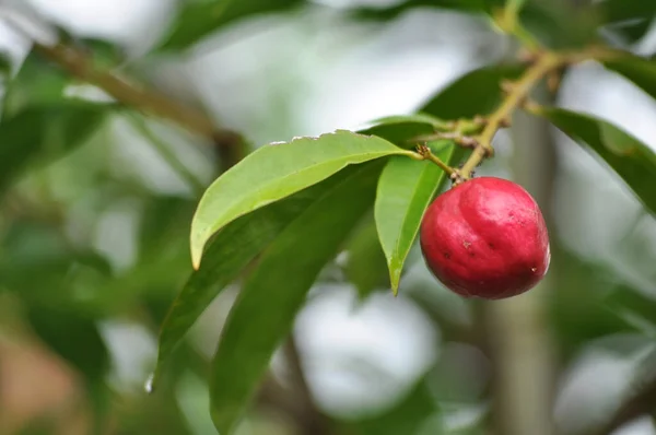 Phaleria Macrocarpa Communément Appelé Mahkota Dewa Est Une Plante Médicinale — Photo