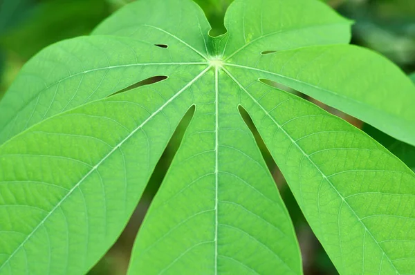 Nature Green Cassava Leave Stock Photo Image Caption — стоковое фото