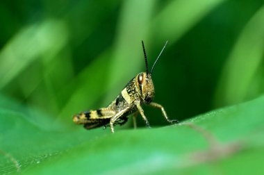 Doğa çekirgesi yeşil yaprağın içinde kalır.
