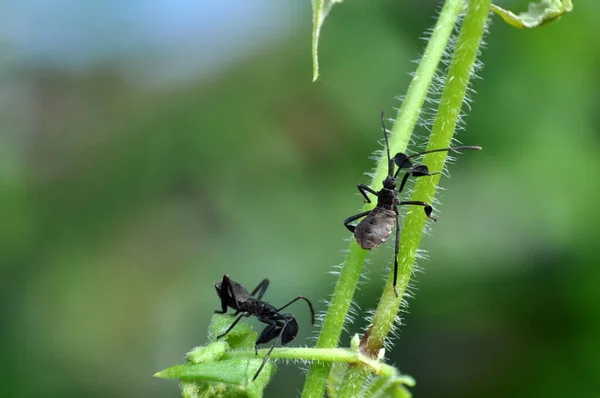 Młody Squash Bug Anasa Tristis Liściu — Zdjęcie stockowe