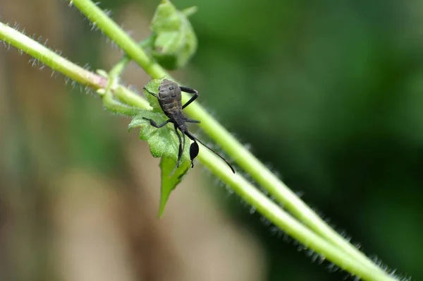 Młody Squash Bug Anasa Tristis Małym Zielonym Liściu — Zdjęcie stockowe