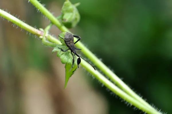 Joven Insecto Calabaza Anasa Tristis Pequeña Hoja Verde —  Fotos de Stock