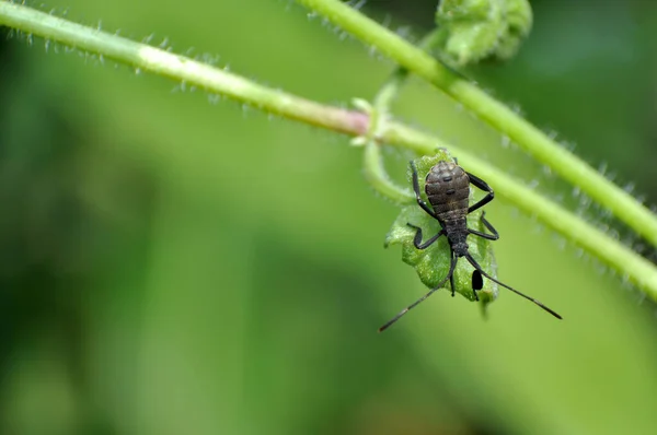 The young squash bug anasa tristis on little green leaf