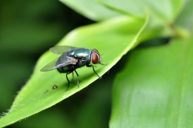 Doğa Yeşil Şişe Yeşil Yaprakta Sinek