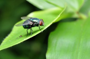 Doğa Yeşil Şişe Yeşil Yaprakta Sinek