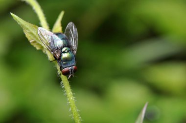 Doğa Yeşil Şişe Yeşil Yaprakta Sinek
