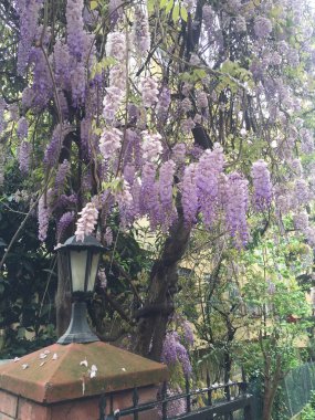 Bir sokak lambasıyla çiçek açan güzel bir salkımcık.