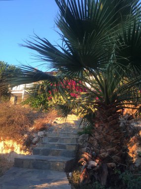 Palmiye ağaçları ve taş merdivenleri olan egzotik yaz manzarası