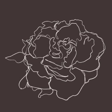 Tek renkli güzel bir çizim. Çiçek açan beyaz bir gül. Karanlık bir arka planda.