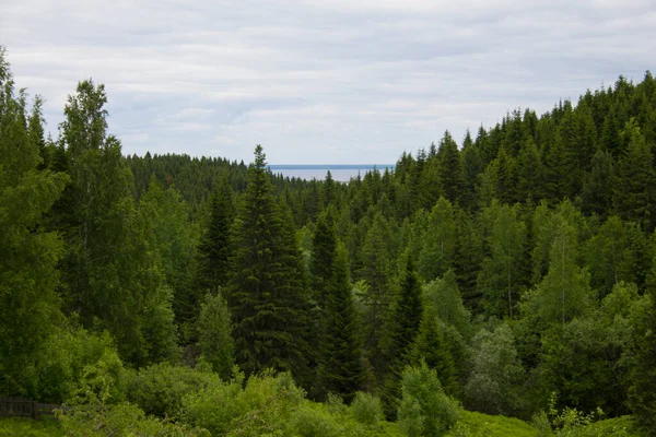 Hügel Mit Dichtem Wald Unter Grauem Nordhimmel Einem Bewölkten Und — Stockfoto