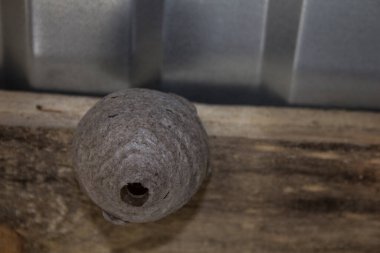 Eşek arısı yuvası ek binanın çatısında gözlerden uzak bir yerde güvende..