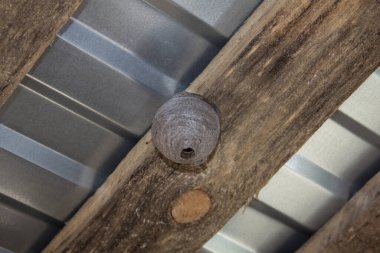 Bir yaz, bir drovennik 'in çatısı altında, garajda ya da ahırda bir eşek arısı yuvası bulabilirsiniz.