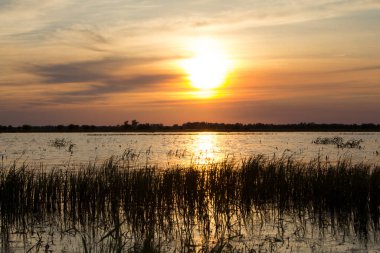 Günbatımı geniş bir nehrin suyuna yansıyor. Sel çayırlarında suyun altından çimler yükseliyor.