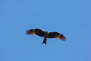 Büyük bir kuş gökyüzünde güzel bir şekilde süzülür, altında avını arar.