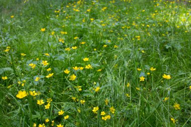 Yaz sonuna kadar devam ediyor. Düğünçiçeği ormanı parlak sarı spreyle boyamış.