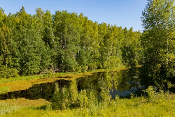 Piękny Letni Krajobraz Naturalny Tym Rzeka Las Liściasty Wiele Zielonych — Zdjęcie stockowe