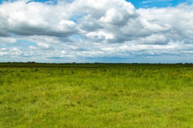 Kuzey yaz manzarası - sel basmış çayırlar, yemyeşil çimenler ve sonsuz gökyüzü