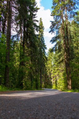 Geniş asfalt yollar doğal parkın içinden esiyor. Koşmak ve bisiklete binmek için favori bir yer
