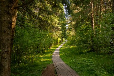 Dolambaçlı ahşap bir patika ormanın derinliklerine gidiyor. Sıcak bir yaz gününde sık ormanın içinden tahta patikalar geçer..