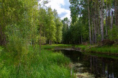Ağaçlar arasında dar bir orman deresi kayboldu. Devrilmiş bir ağacın gövdesi suyun içinde yatıyor.