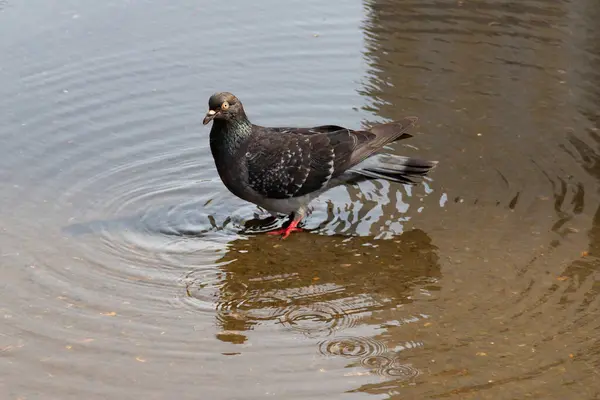 Pomba Lavada Uma Poça Pássaro Fica Meio Uma Poça Círculos — Fotografia de Stock