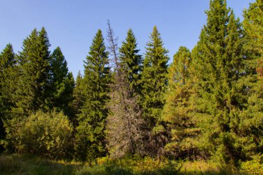Kuru, çıplak ağaç eğildi ve tayganın ortasına düşmeye hazır.