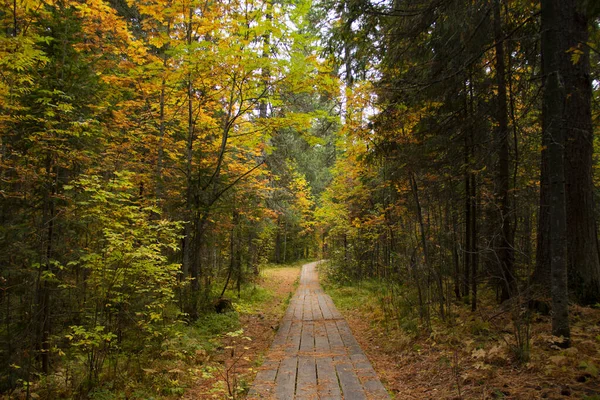 Wooden Path Leads Autumn Forest — Stock Photo, Image