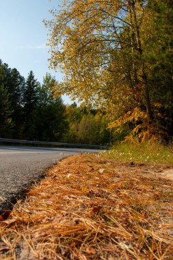 Yol sonbahar ormanında döner. Bir kır yolunun arka planında sarı sonbahar yeşilliği.
